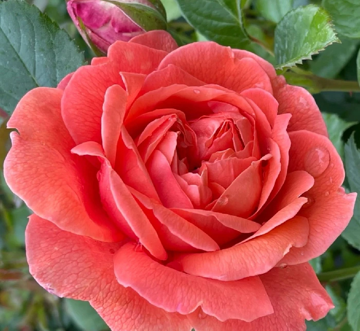 Саммер Сонг